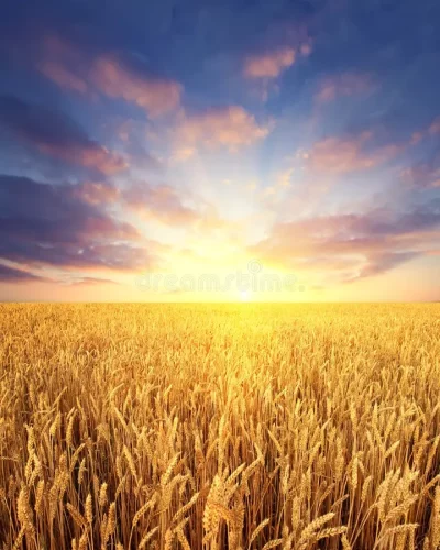 wheat-field-sunrise-sky-as-background-ripening-32558272